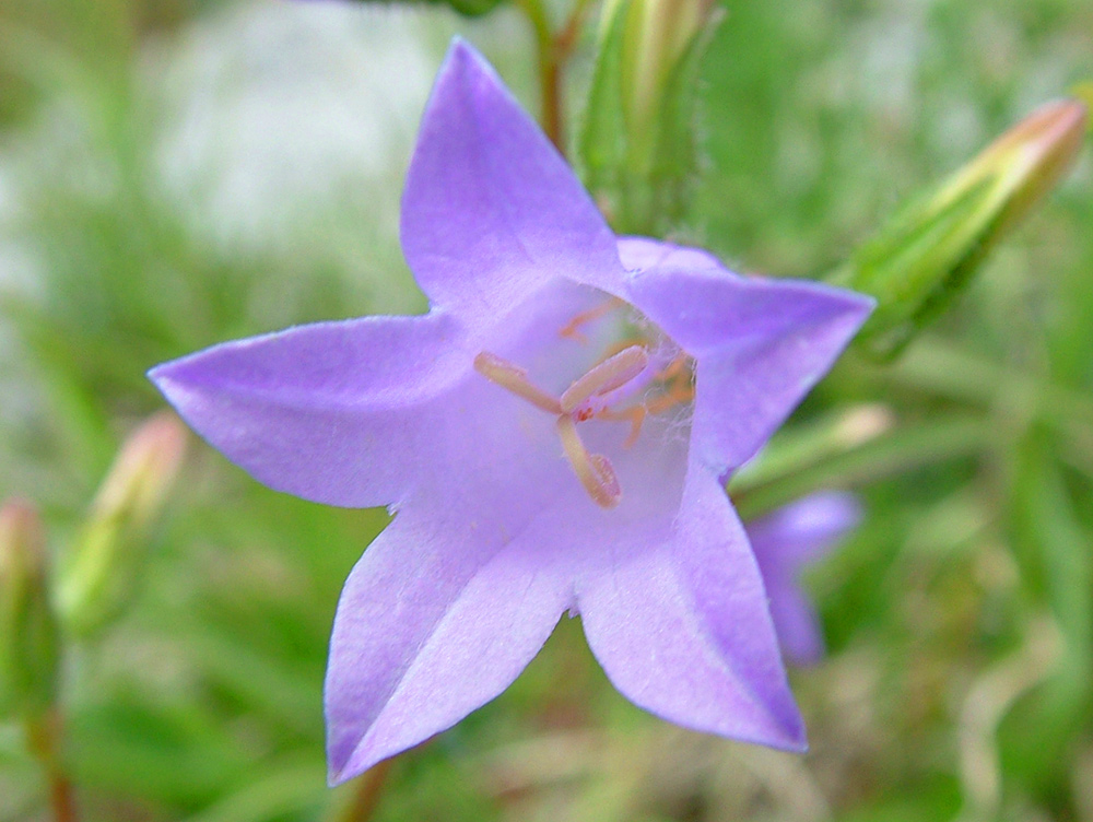 Campanula pyramidalis