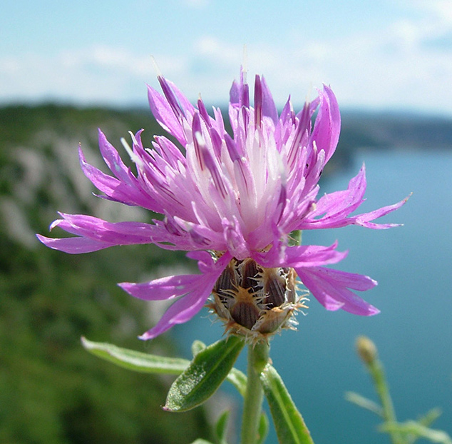 Flockenblume "Centaurea kartschiana"