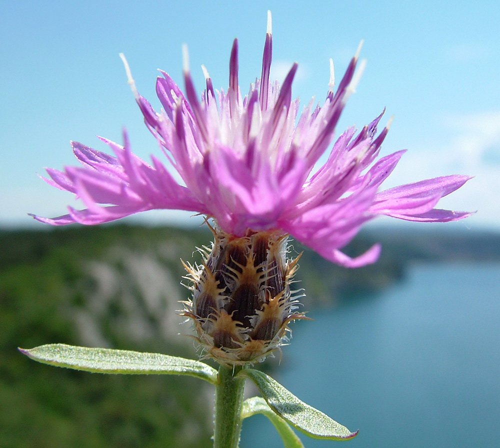 Flockenblume "Centaurea kartschiana" 