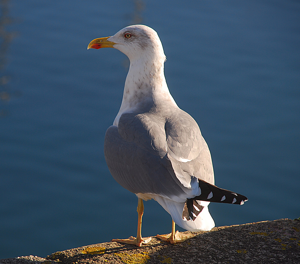 Lachmöwe - Larus ridibundus