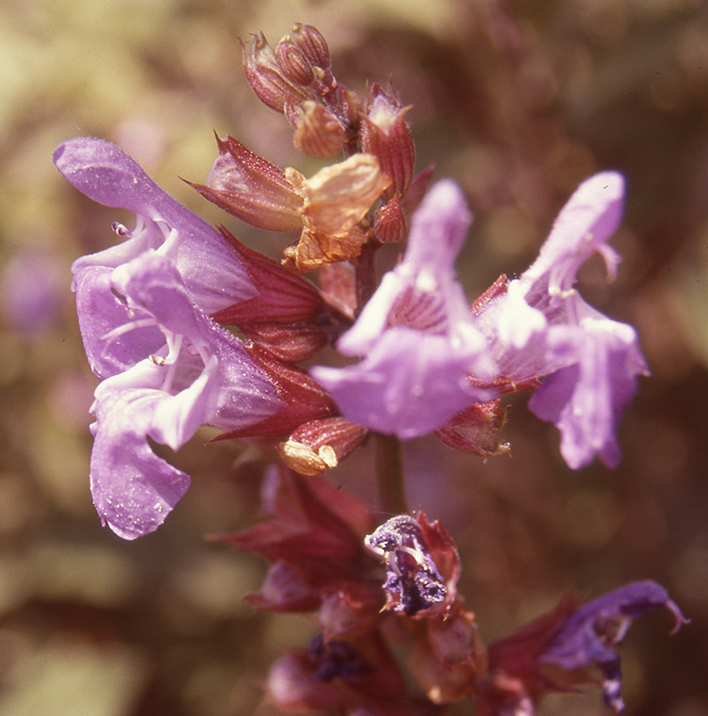 Žajbelj – Salvia officinalis