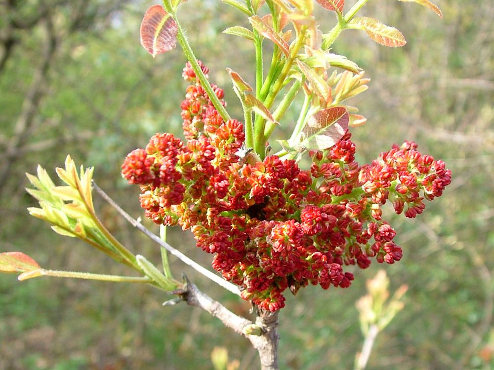 Terpentin-Pistazie - Pistacia terebinthus 